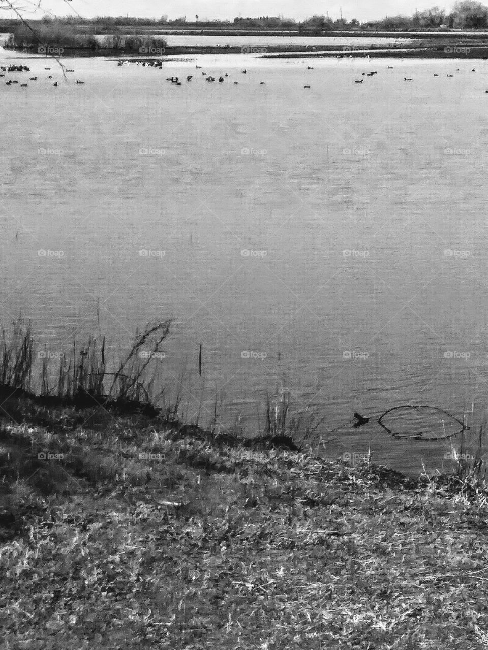 black and white of shore of flooded wetlands. bird on water in the distance
