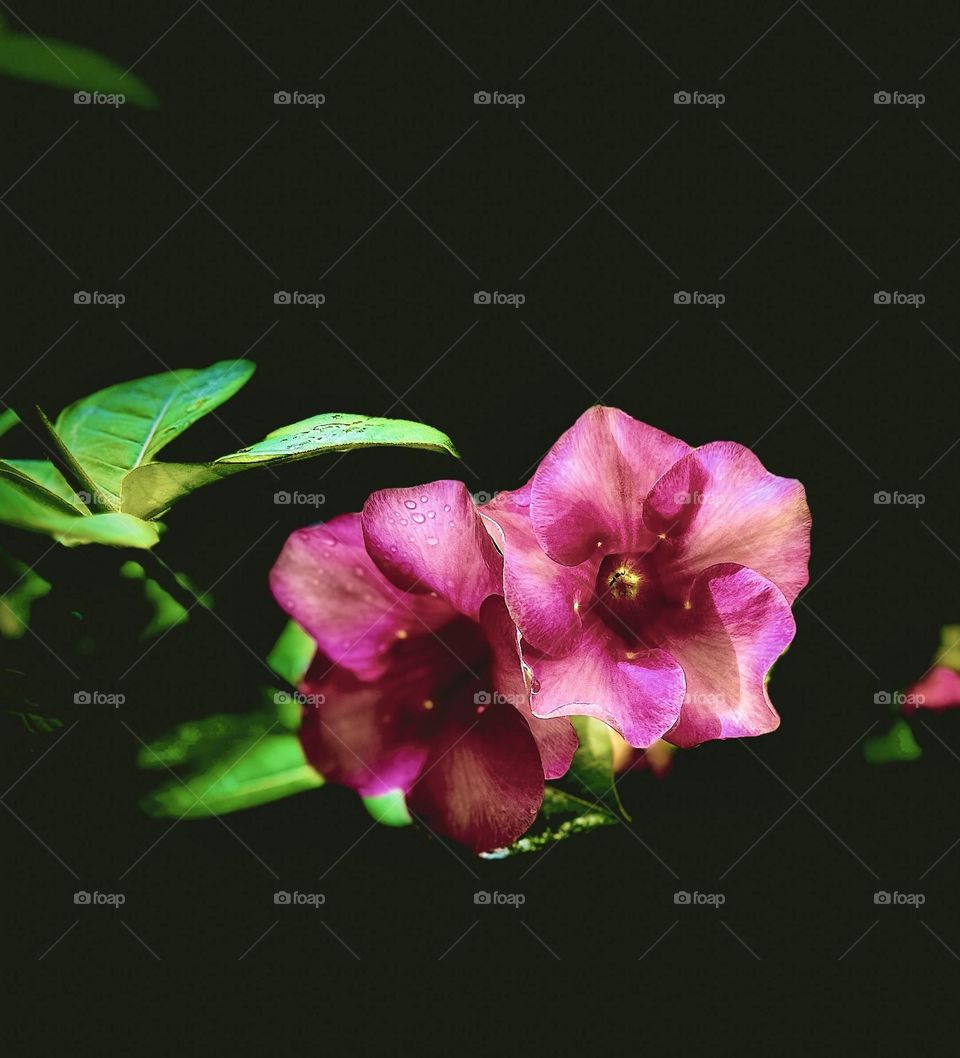 Flower photography - Allamanda flower petals - Shapes and patterns 