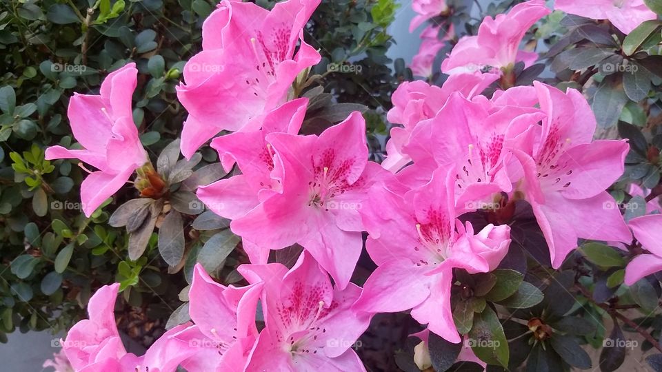 My garden is flowery