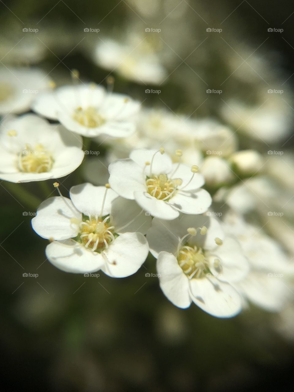 Depth of field white blossoms