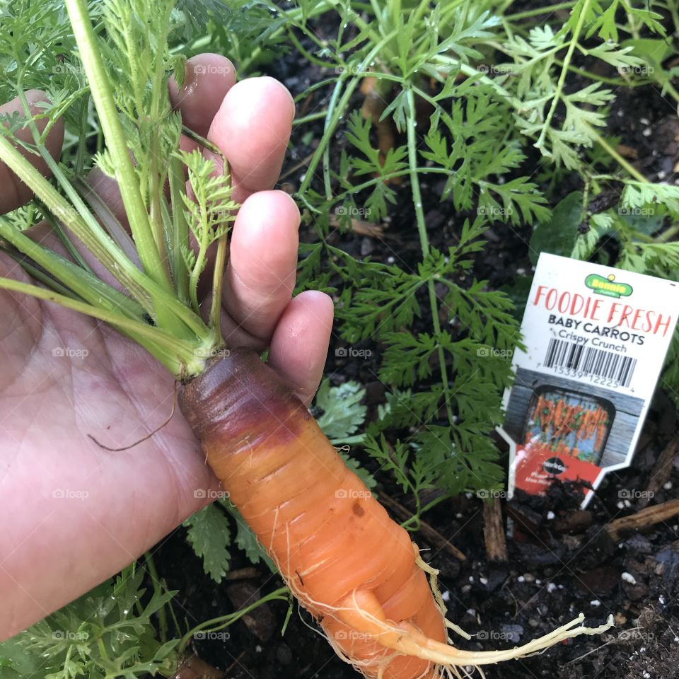 Carrots 🥕