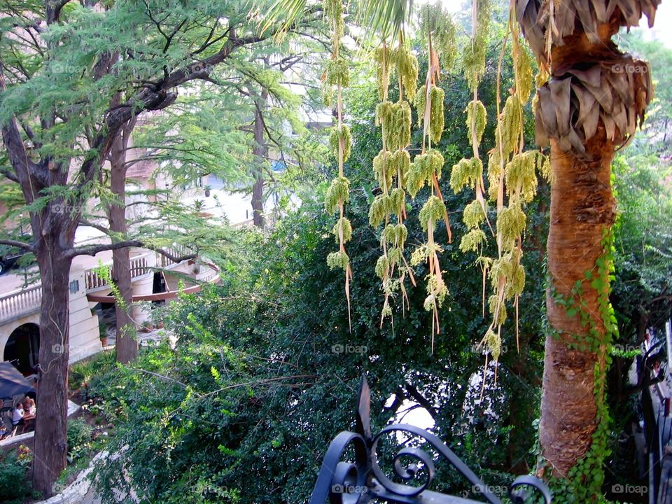 San Antonio Foliage. Hanging Vines