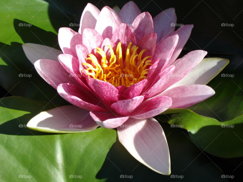 Water Lily