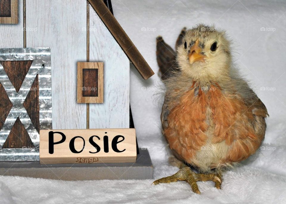 Posie the Easter egger 