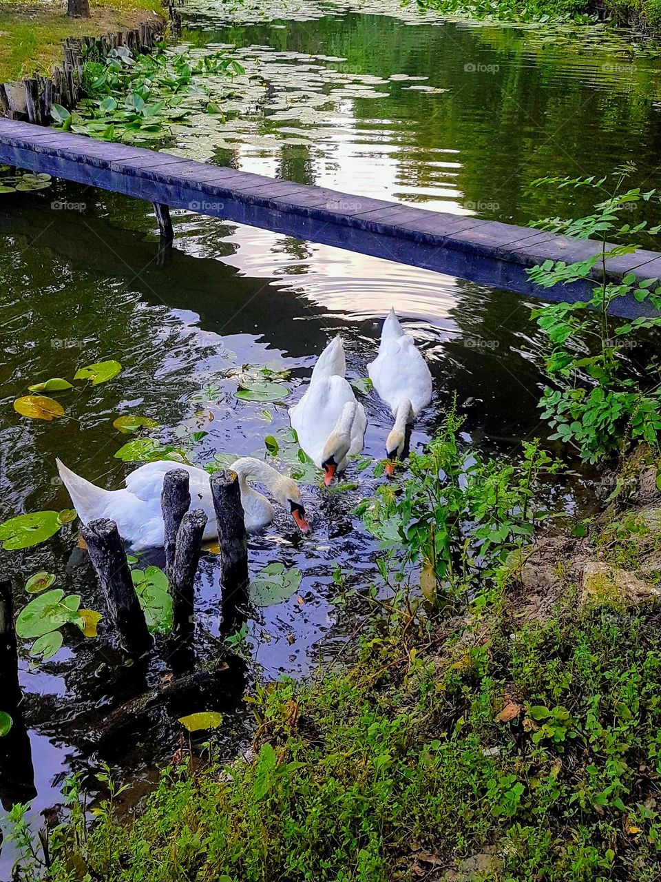 swans in the park