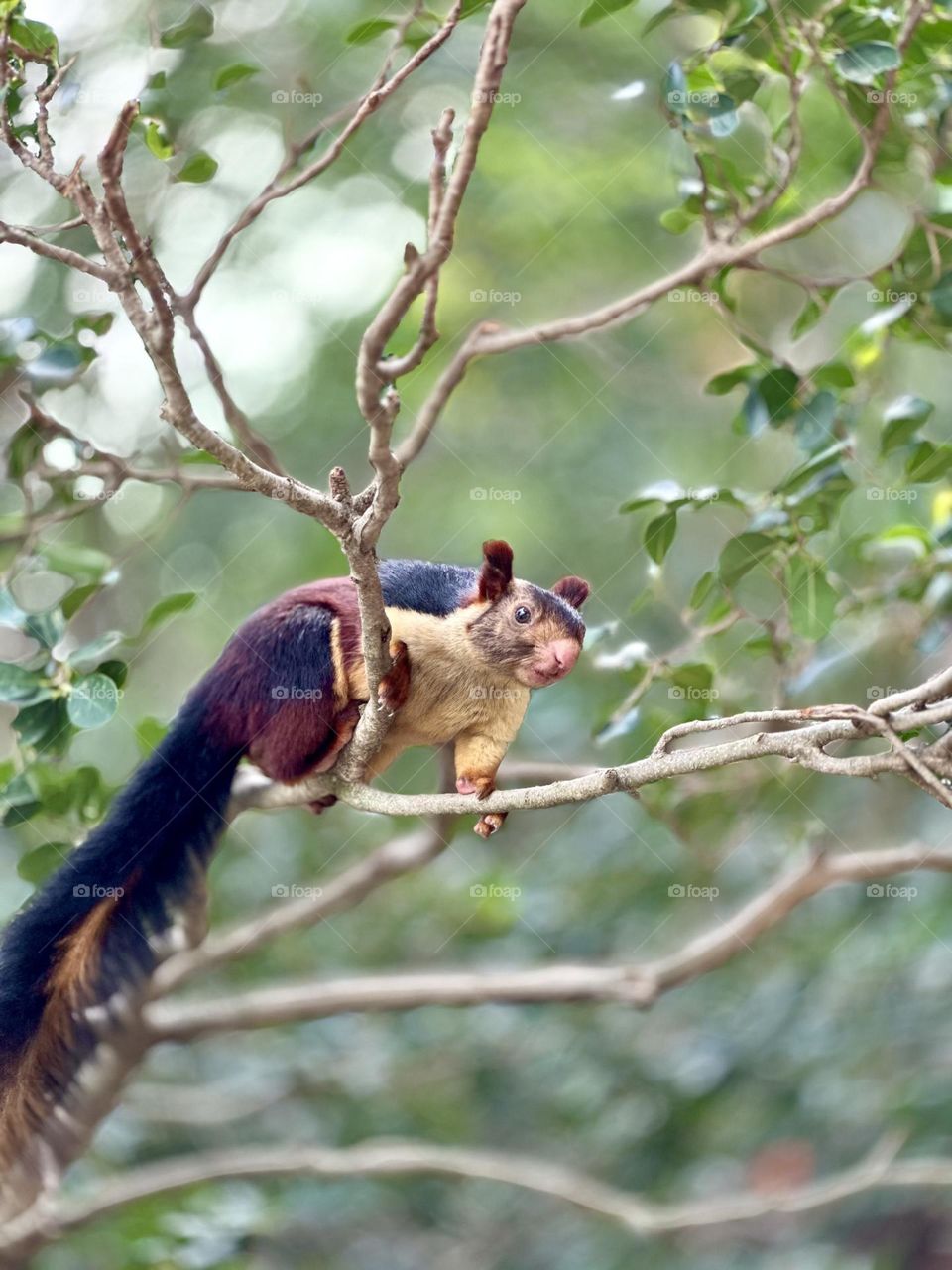 Indian giant squirrel