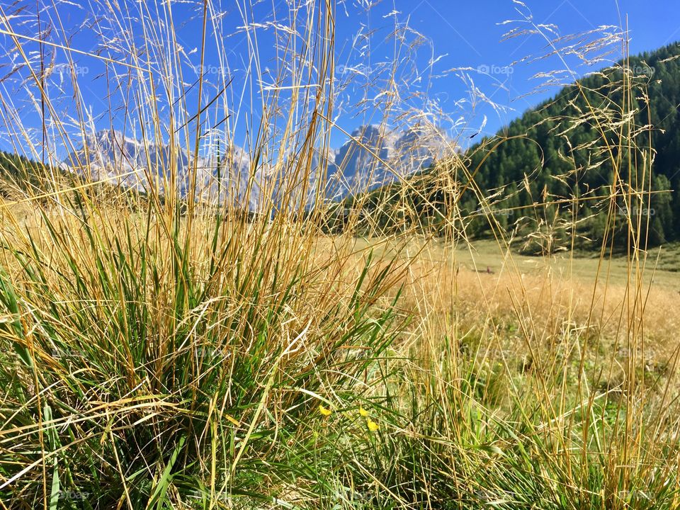 mountain landscape with foreground grazing grass 
