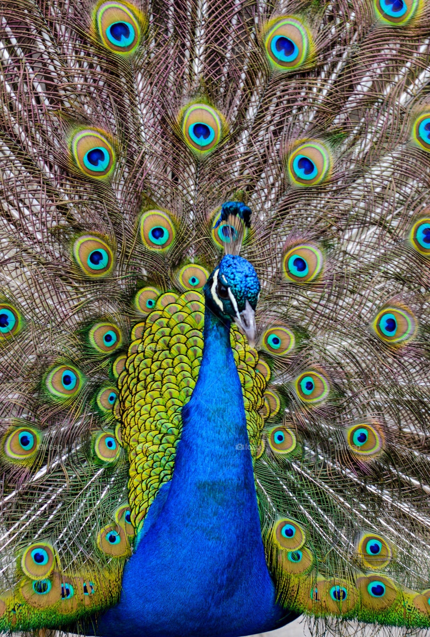 Close-up of a peacock showing its feathers