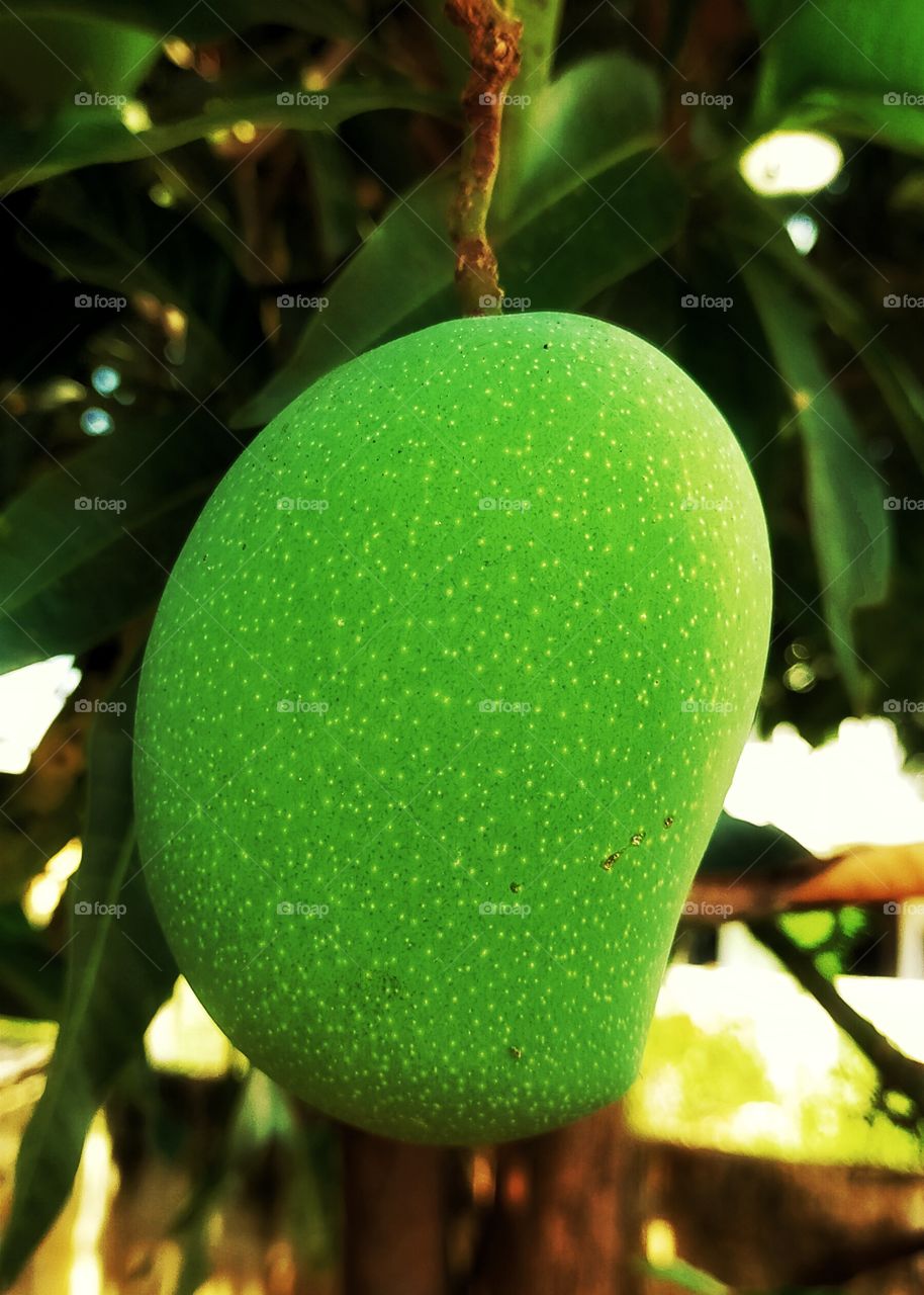 Hanging mango is looks awesome.