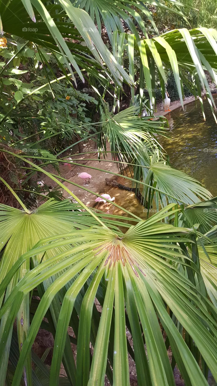 jungle