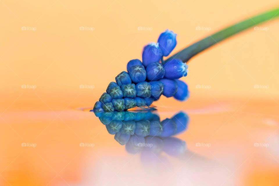 A portrait of a blue bell flower or grape hyacinth being reflected on a still flat water surface with an orange background.