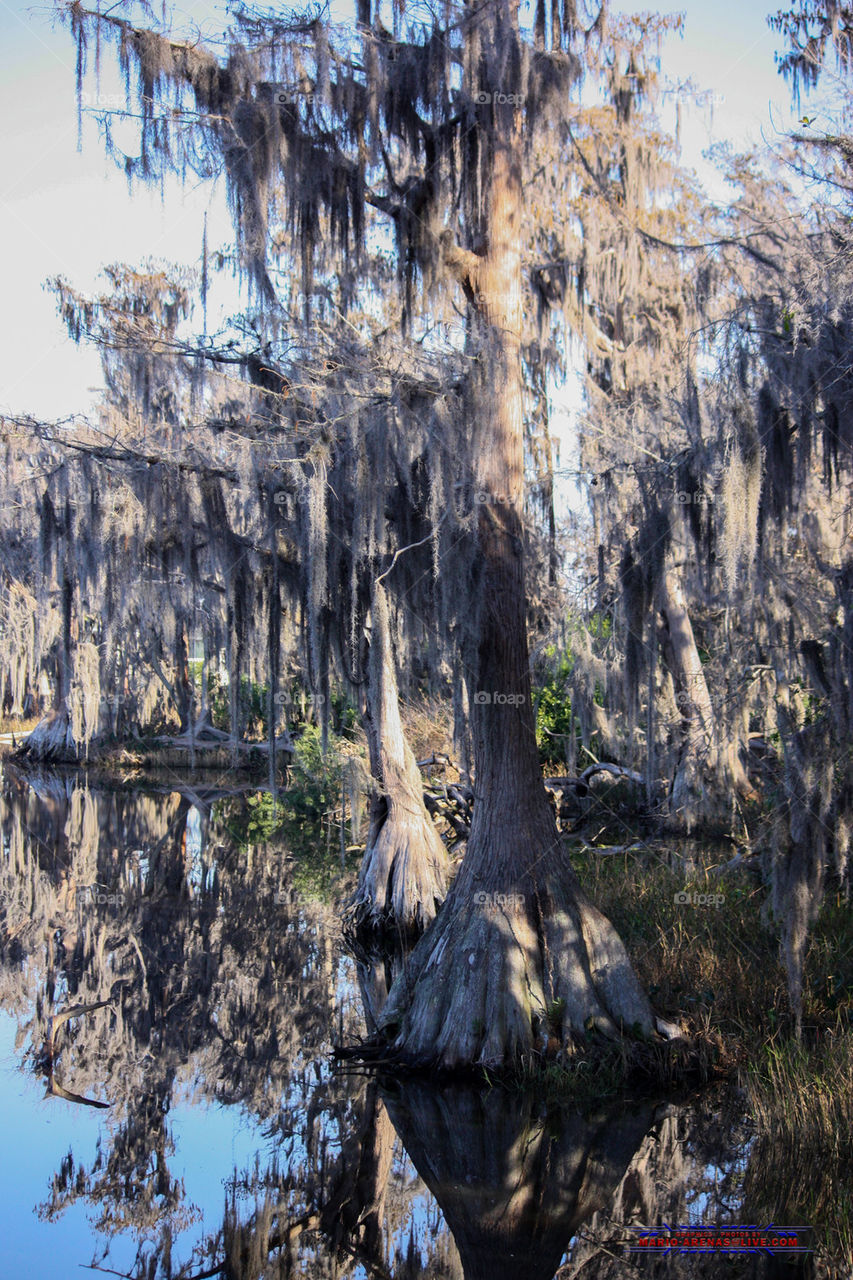 Swamp Trees