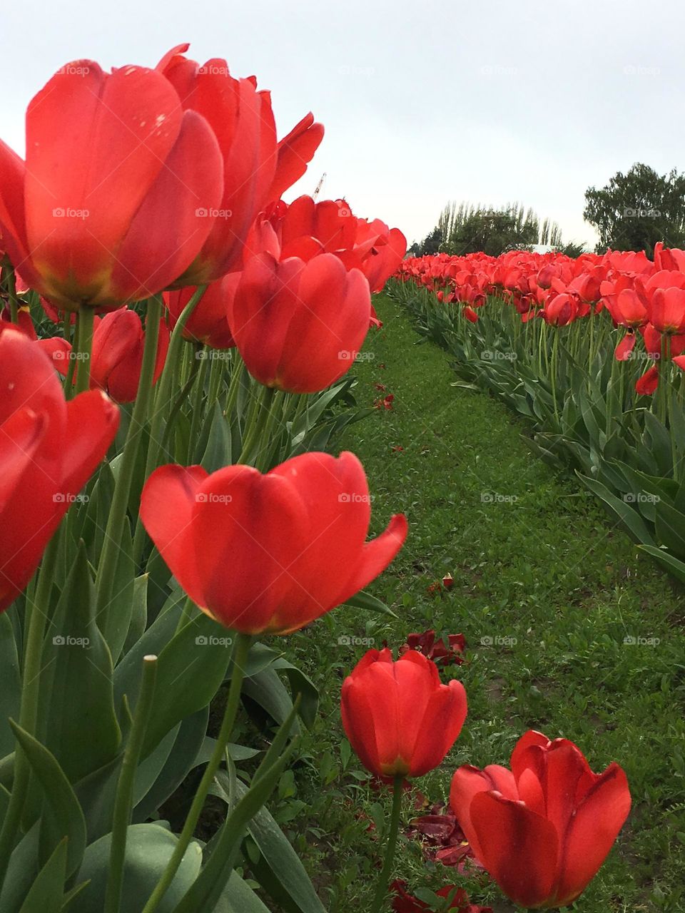Red tulip rows