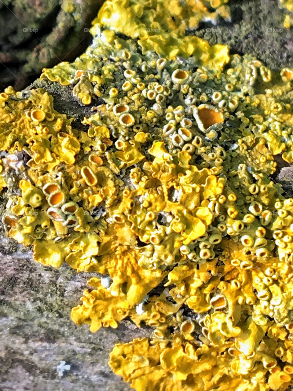 Lichen