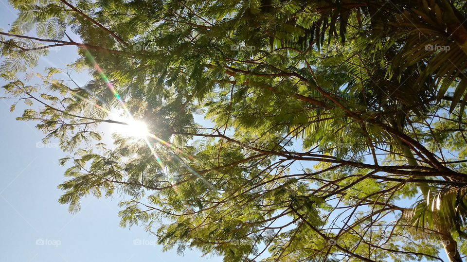 ÁRVORE RAIO SOLAR