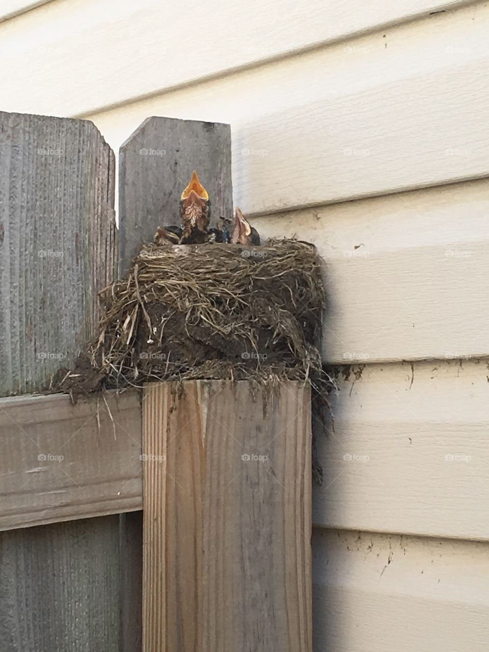 Wood, Bird, House, Family, Nest