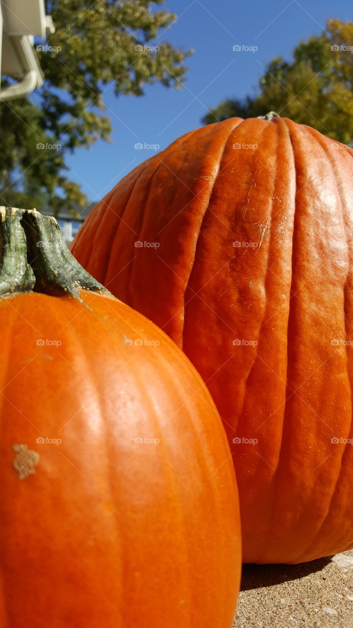 october pumpkins