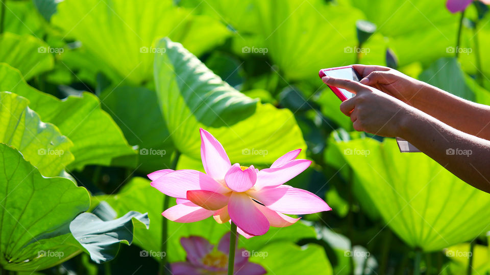 Person Photographing a Lotus with a Cellphone