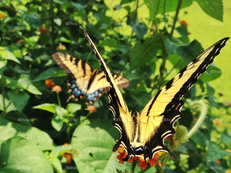 Eastern Tiger Swallowtail Pair