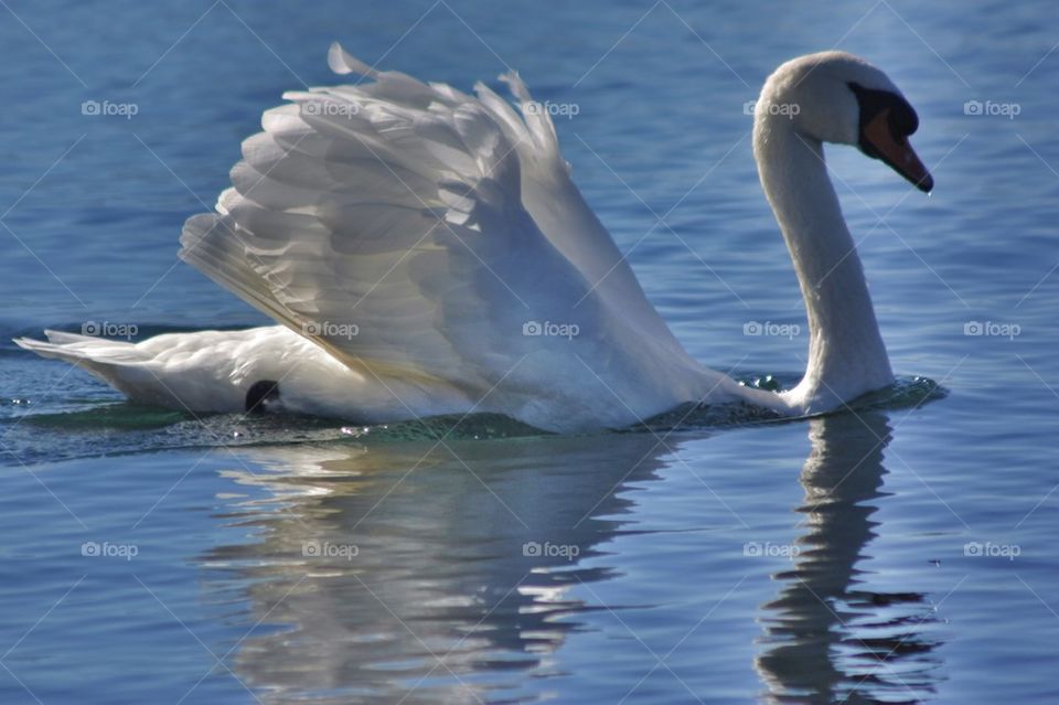 Swan swimming on lake