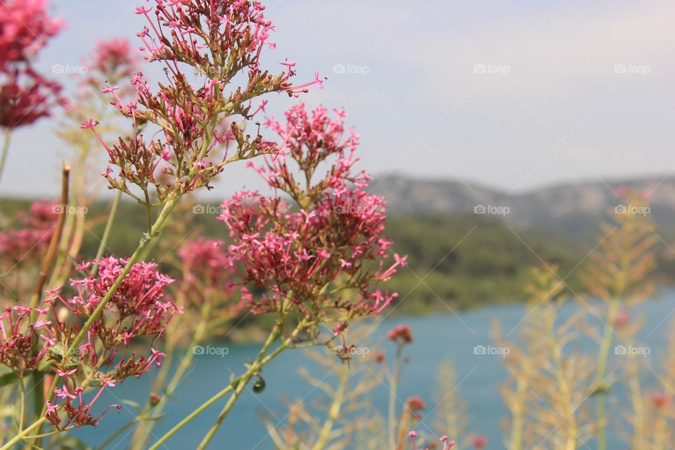 French flowers. 