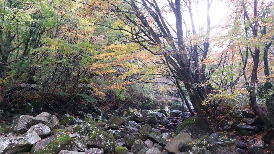 Dry river bed. 
A forest in fall. 
Jeju Island, South Korea.