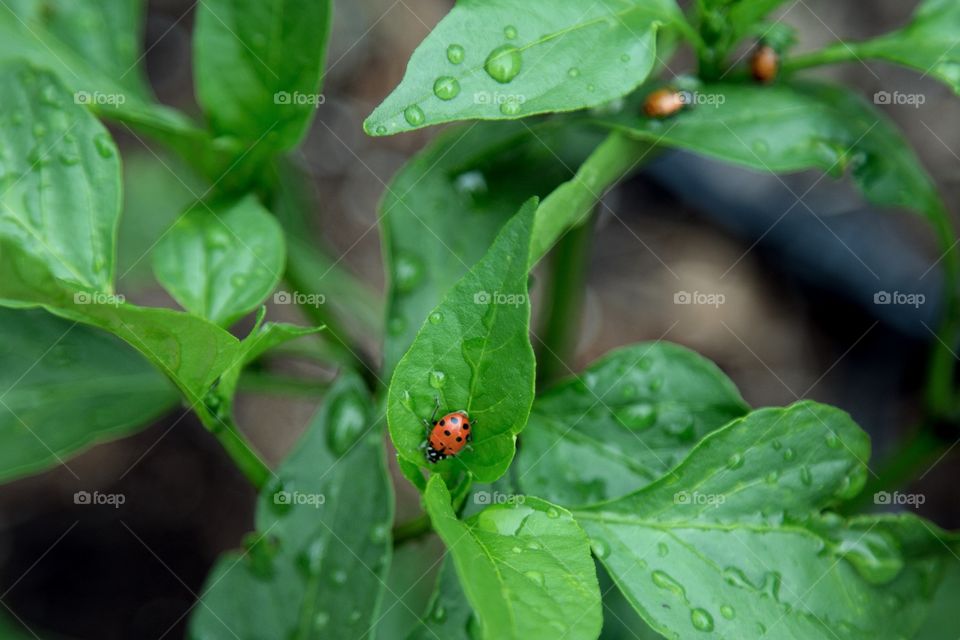 Garden insects 