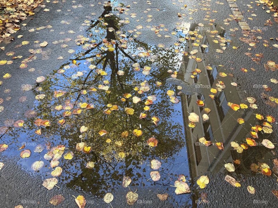 Reflection of a tree in a puddle with yellow autumn coloured leaves on it.