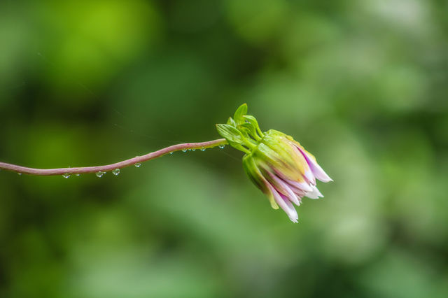 portrait of plant