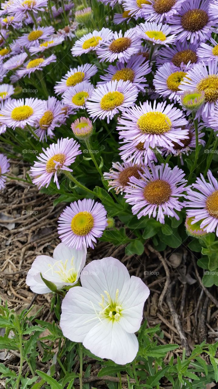 Pink and white flowers