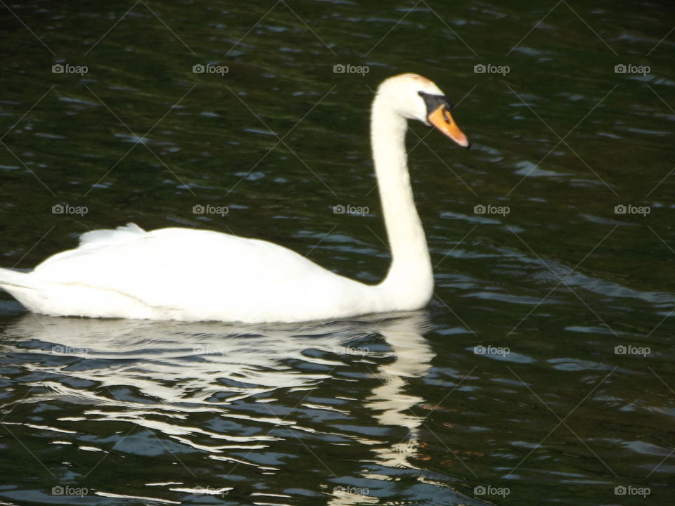 Swimming Swan