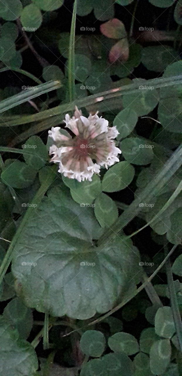 white clover