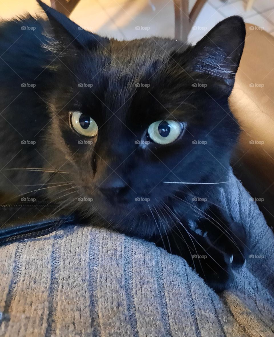 black cat on ower lap