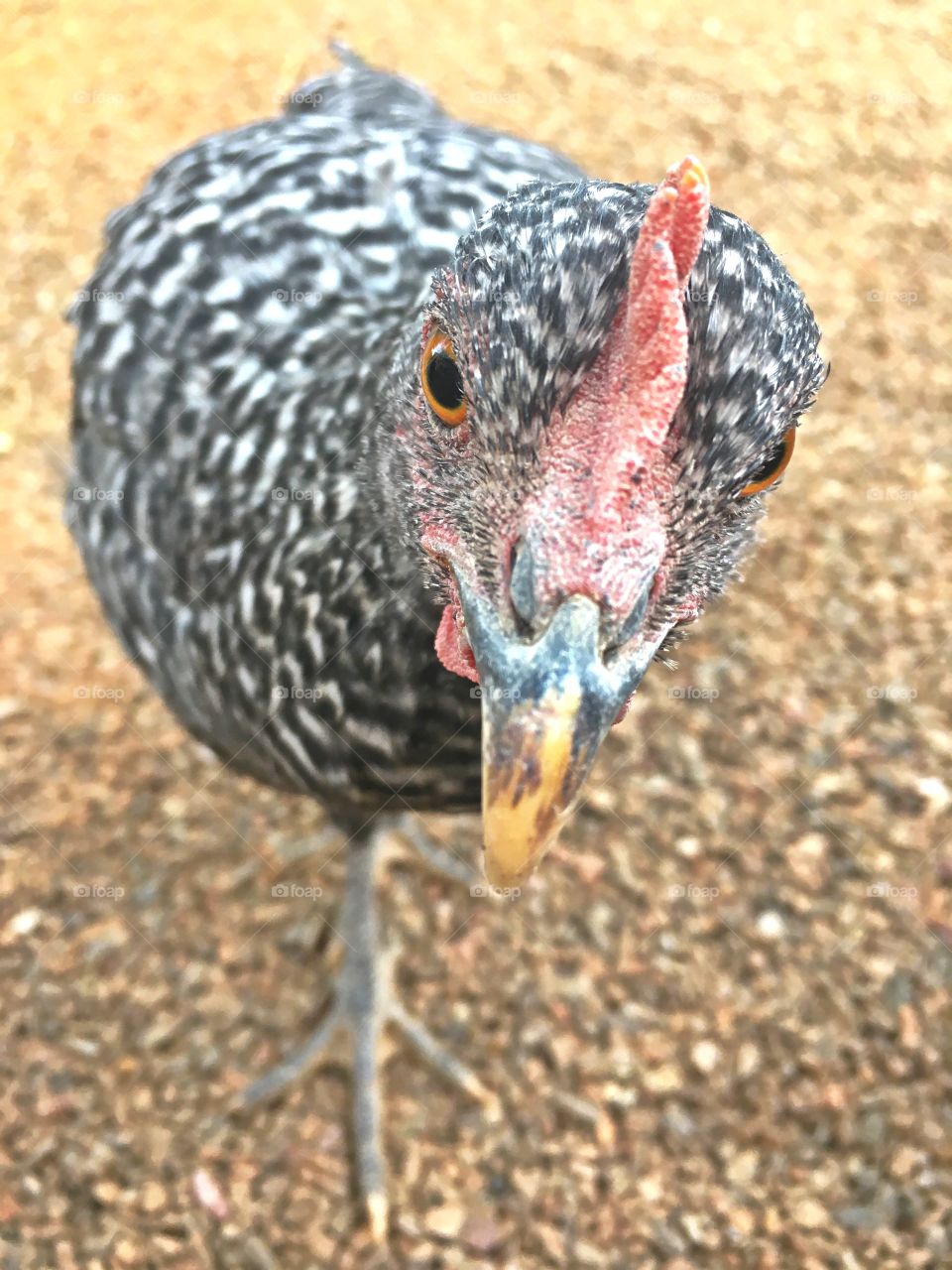 Young barred rock free range pet chicken 