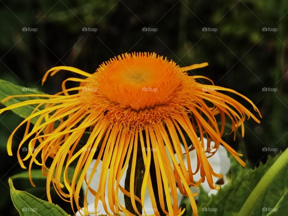 orange flower