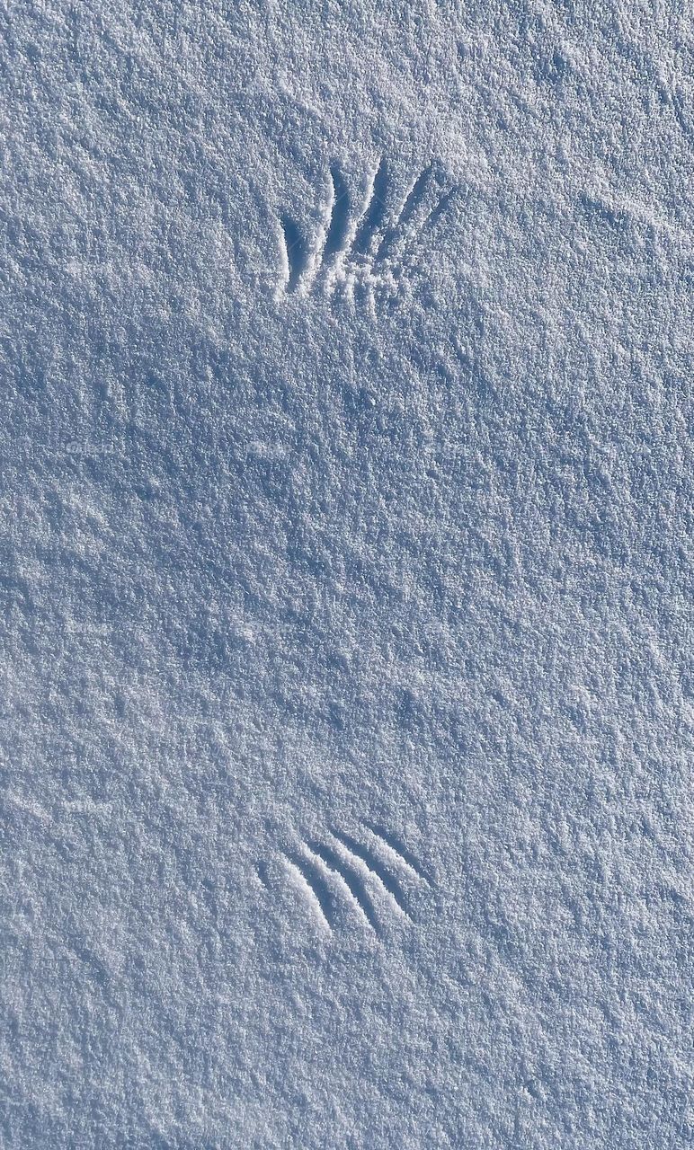 Wing prints in snow