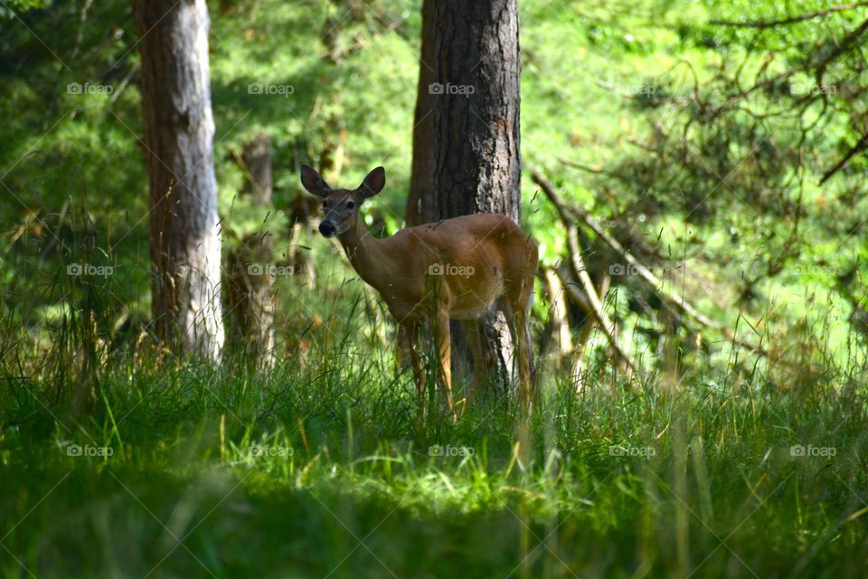 A deer looks up from grazing 