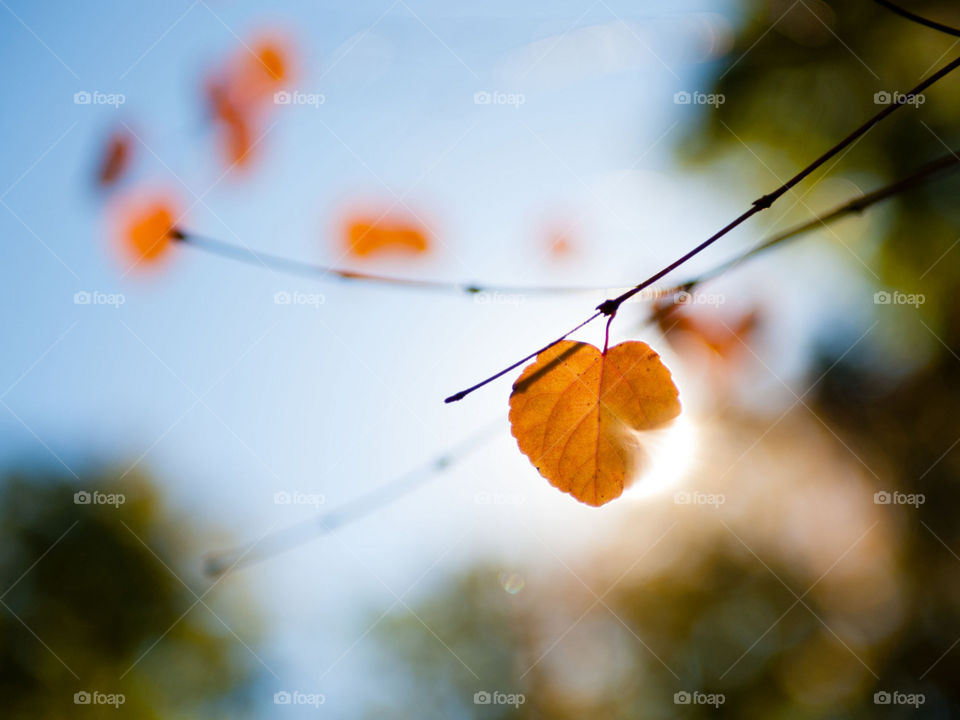 блики, осень, Макро, свет, лист, ветки 