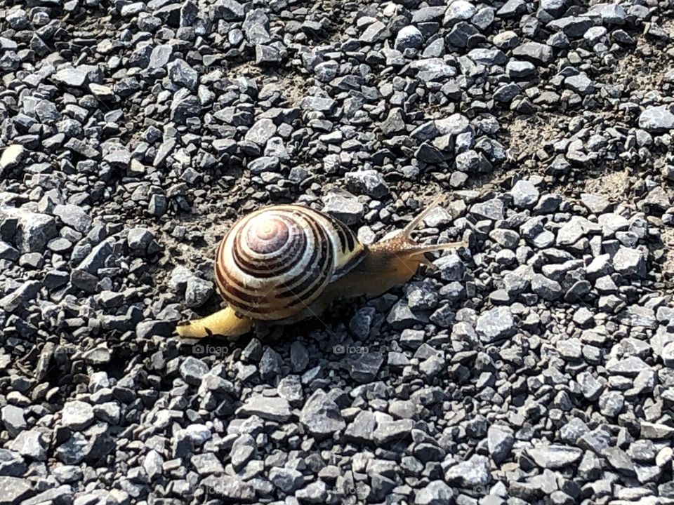 Snail