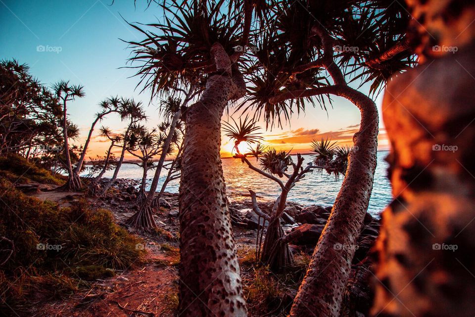 This is why Australia is home 