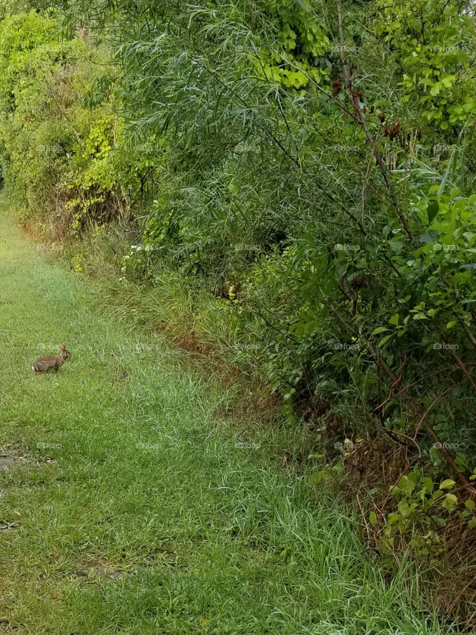 Another pic of one of our rabbit friends today. They were not too afraid of us, made for a fun walk.