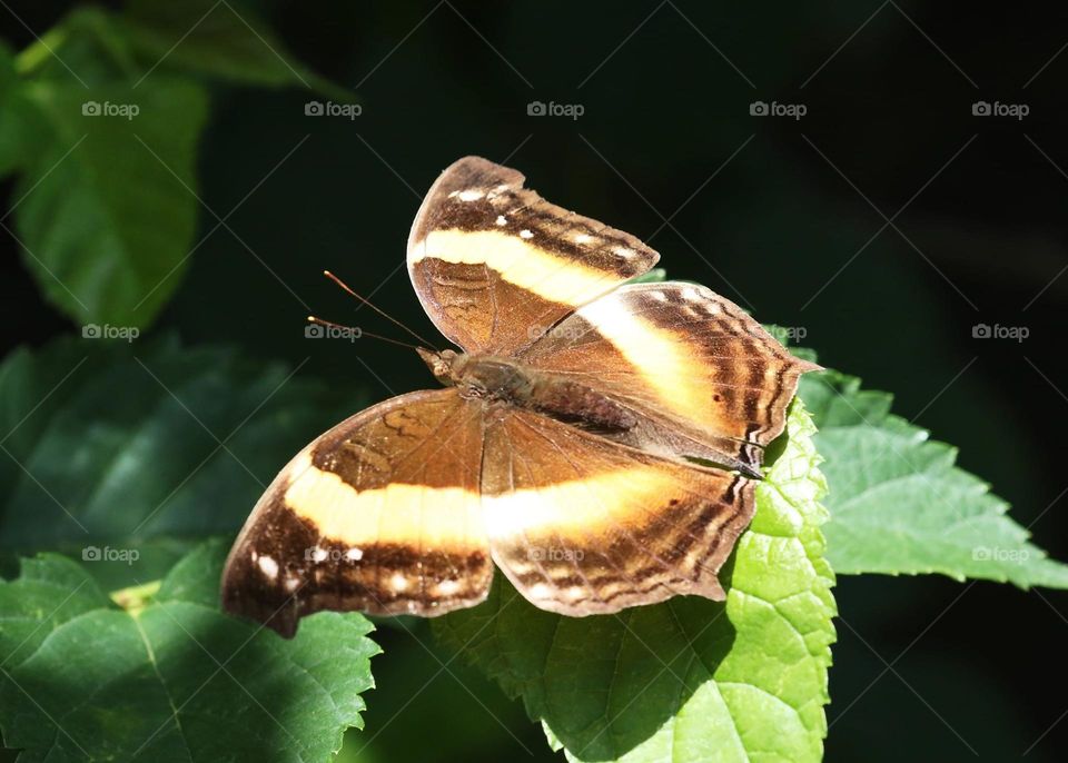 Beautiful and cute butterfly