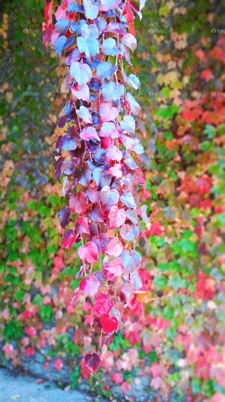 purple leaves