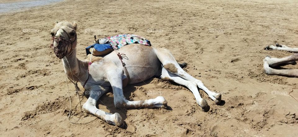 Beautiful sleepy camel on sand near the beach at essaouira city in Morocco.