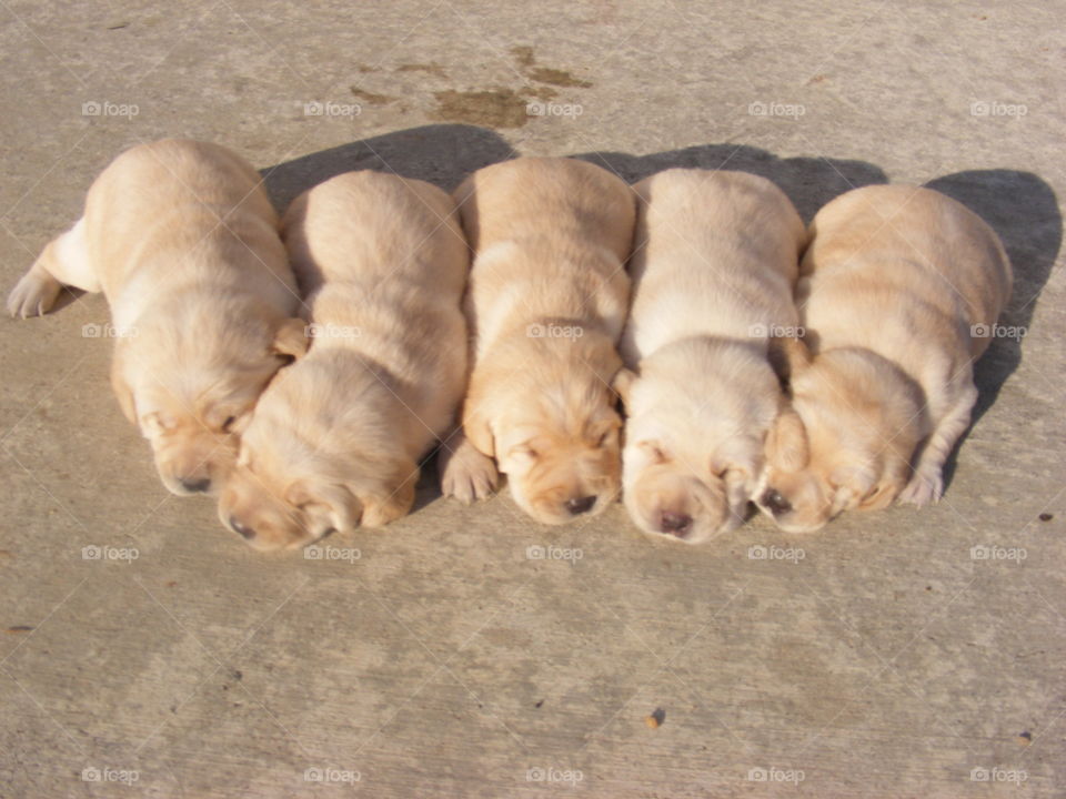 Five yellow labrador puppies