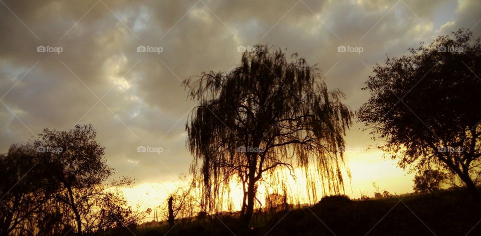 Dawn, Tree, Nature, Sun, No Person