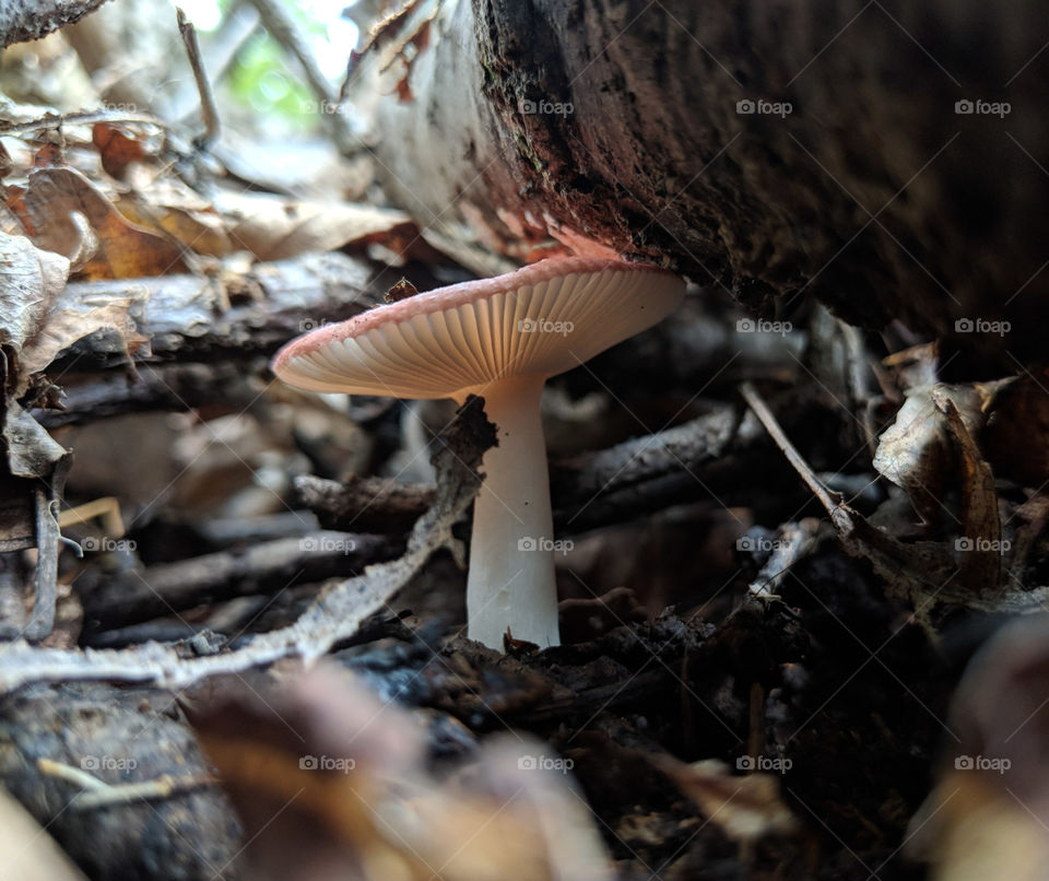 red mushroom in the woods