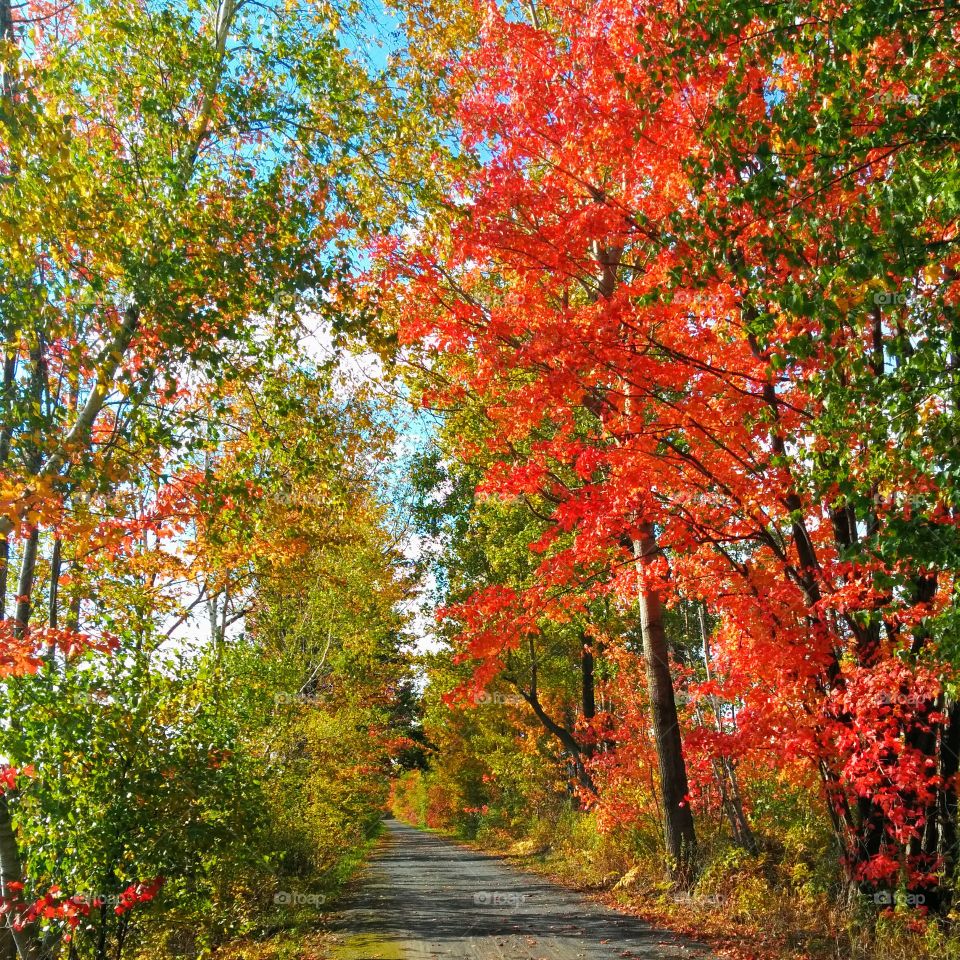 red Tree