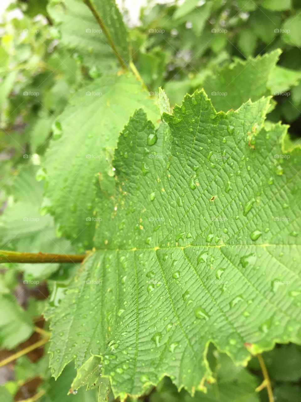 Leafs rain day summer travel Canada forest nature family alone sad 