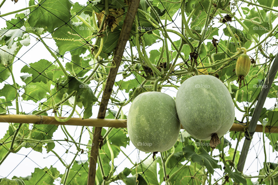 Winter melon many trees on the farm.